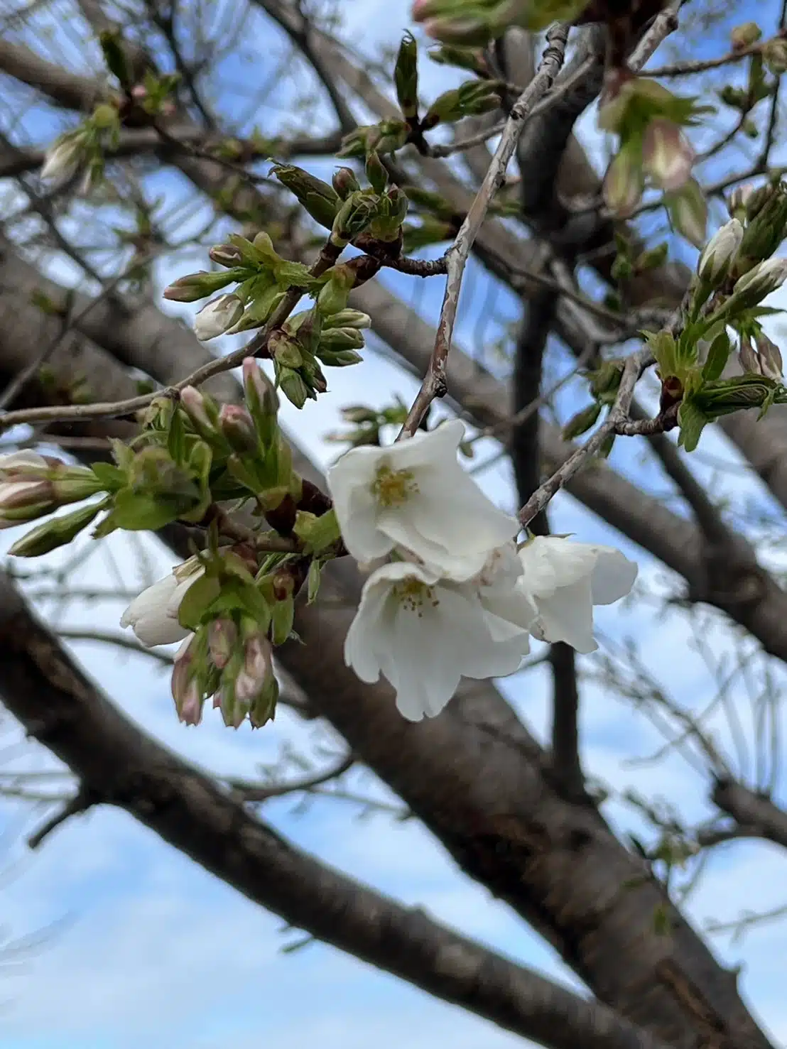 春ですね - 介護タクシー花むすび | 群馬県発着対応